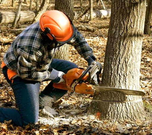 Tree Removal in Hiawassee, GA